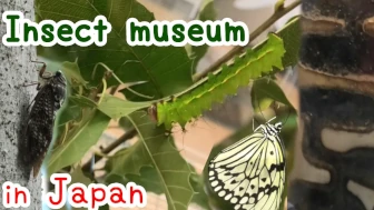 Japanese Insect Museum